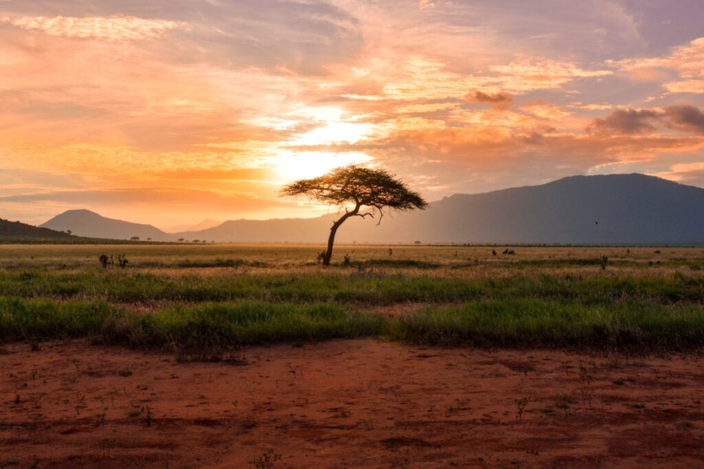 A lone tree in the African plains