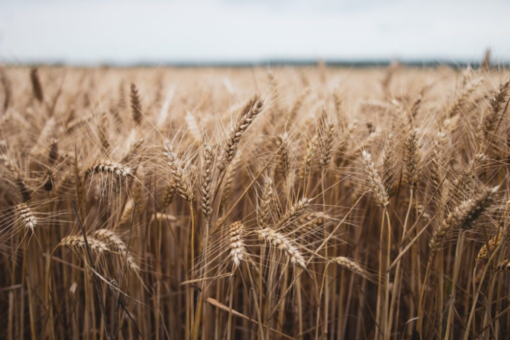 Field of wheat
