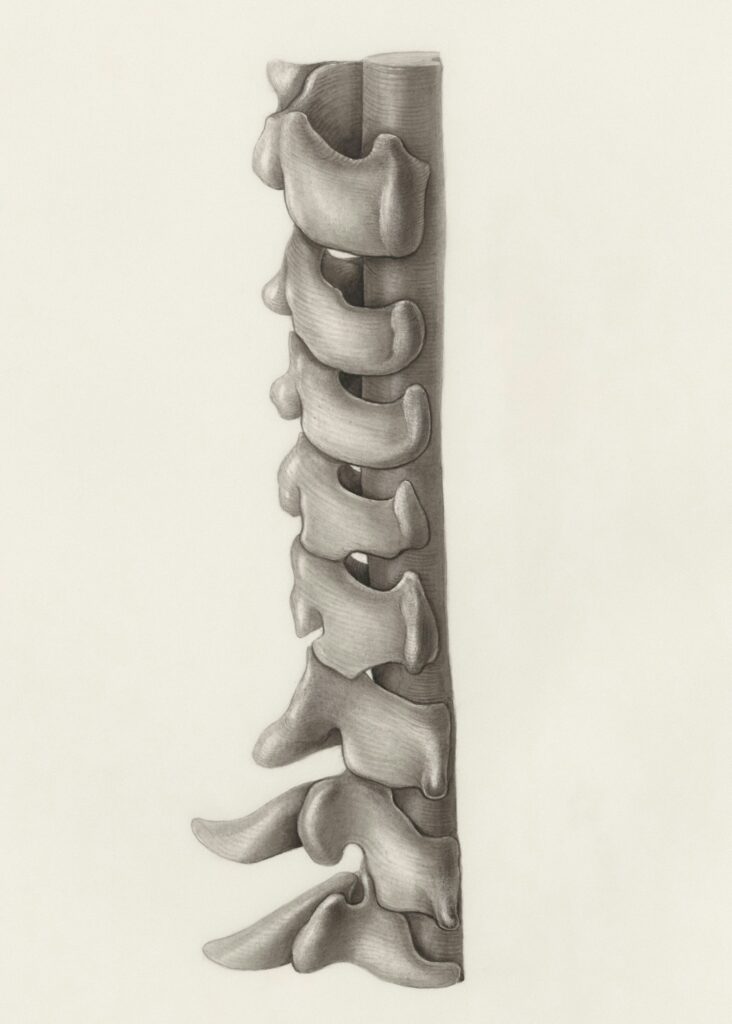 A drawing of a spine