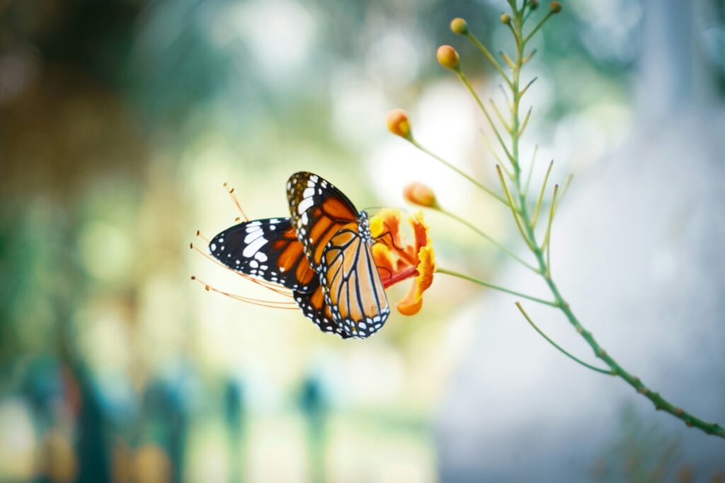 A monarch butterfly on a flower