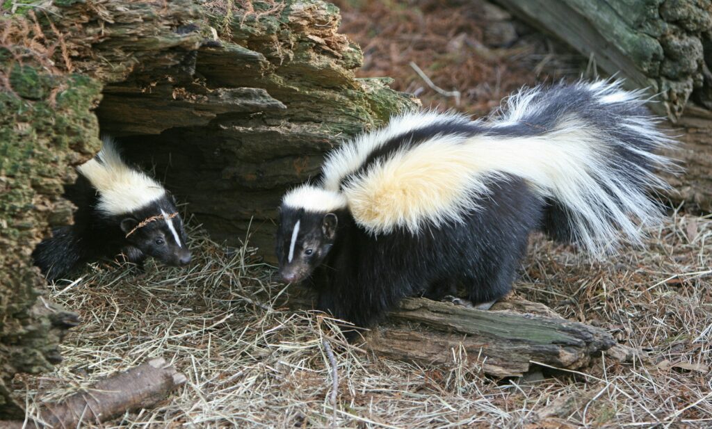 two skunks