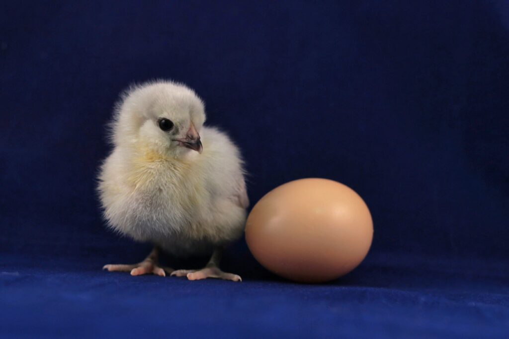 A chick standing next to an egg