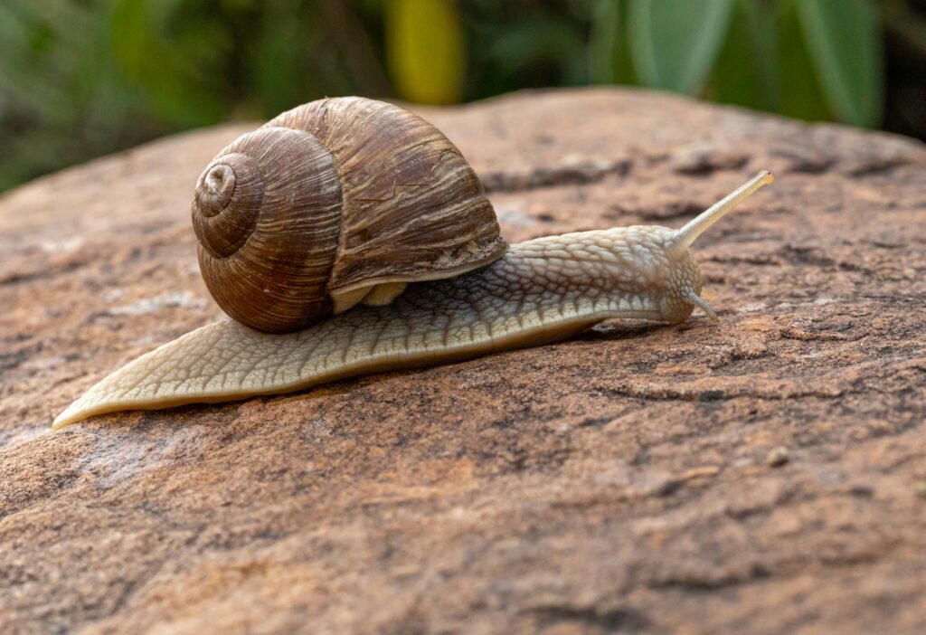 A snail crawling on a rock