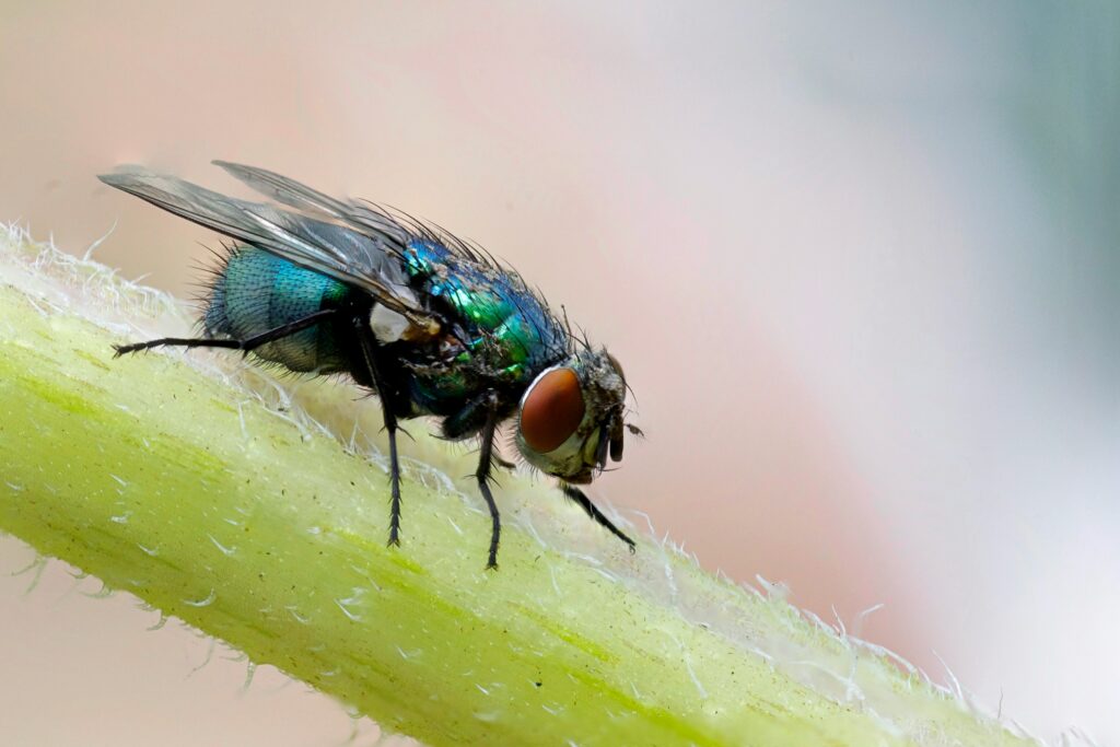 Close up of a fly