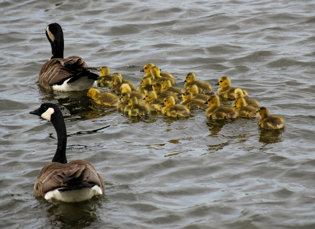 A family of Canadian geese
